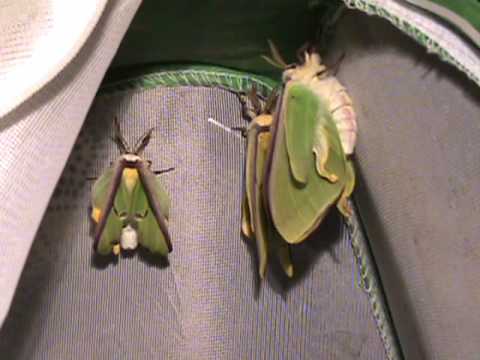 Luna Moths growing out wings - Timelapse