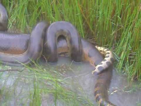 Anaconda Apareandose! Fink El Trankero! Mani Casanare