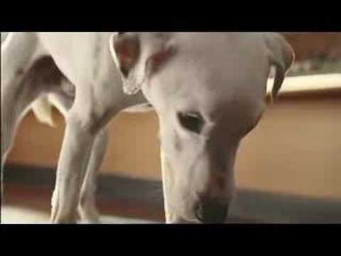 VW Polo Singing Dog ad