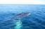 File - The Coast Guard enforces a 500-yard safety zone around a humpback whale entangled in a lobster pot and netting eight miles east of Sandy Hook near the approach to Ambrose Channel Feb. 25, 2009.