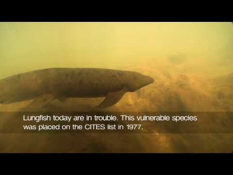 Queensland Lungfish & Mary River Turtle