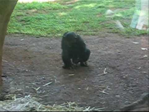 Chimp Rapes a Frog