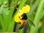 honey bee collecting honey from flower - nature