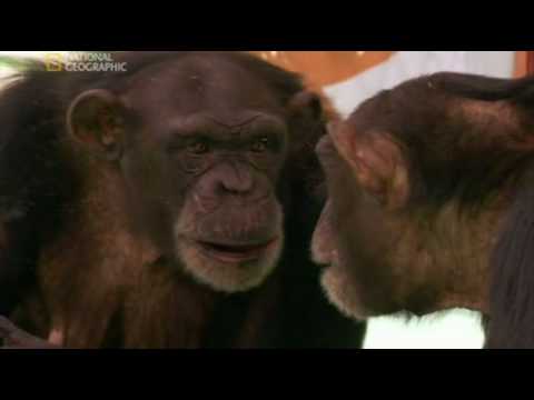 Amazing Apes: Self-awareness (1/2)