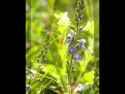 Veronica officinalis (with translation text)