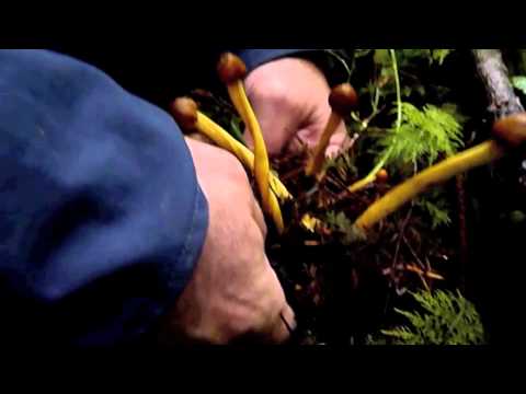 Paul Stamets finds Cordyceps capitata on truffle in old growth forest