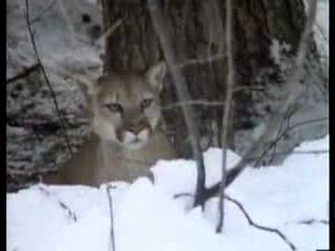 Cougar vs Lynx