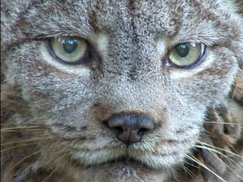 CANADIAN LYNX - Species Spotlight