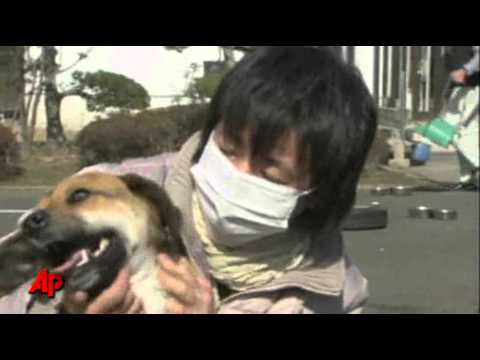 Joy As Dog, Owner Greet After Tsunami