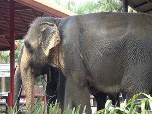  Bangkok,Thailand - Elephant - Elephants - Animal - Wildlife. (ps1) 