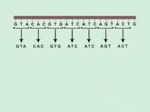 THE DNA SONG