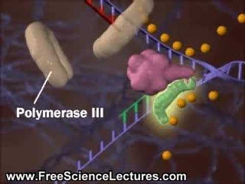 DNA Replication Process