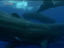 Beautiful underwater shots of the sperm whale - BBC wildlife