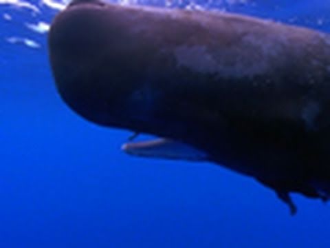 Sperm Whale Diving