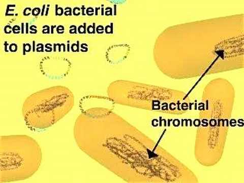 Plasmid Cloning