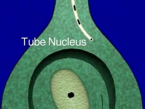 Double Fertilization in Flowering Plants