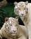 Two white Bengals at the Singapore Zoo.