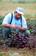 A geneticist evaluates sugar beet plants resistant to the fungal disease Rhizoctonia root rot for pollen fertility.