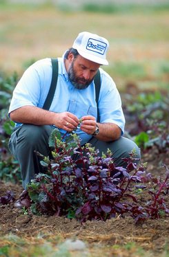 A geneticist evaluates sugar beet plants resistant to the fungal disease Rhizoctonia root rot for pollen fertility.