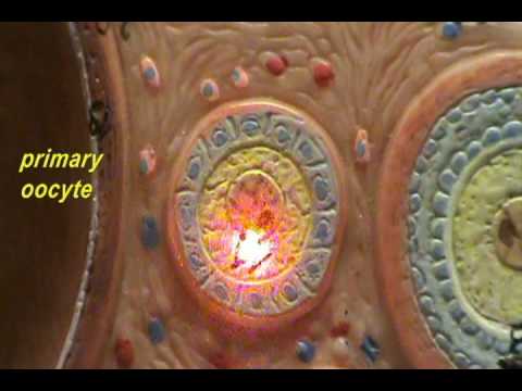 Ovary Model - Primordial & Primary Follicles.avi