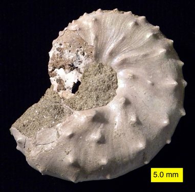 Discoscaphites iris, Owl Creek Formation (Upper Cretaceous), Ripley, Mississippi.