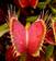 The Venus flytrap, a species of carnivorous plant