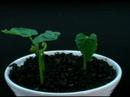 Time Lapse of Plants Growing 2