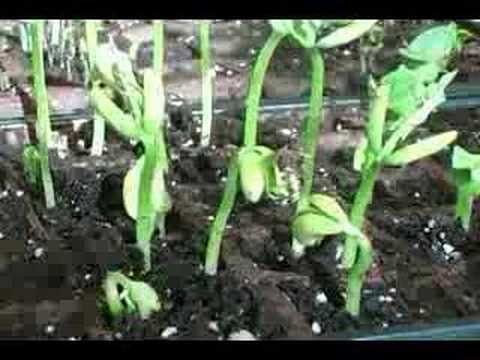 Time Lapse of Plants Growing