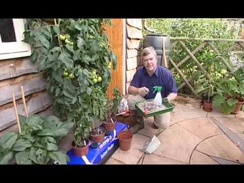 Gardening Tips - Tomato Plants