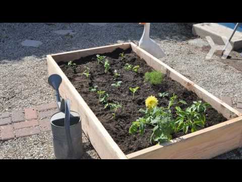 How to Plant a Vegetable Garden