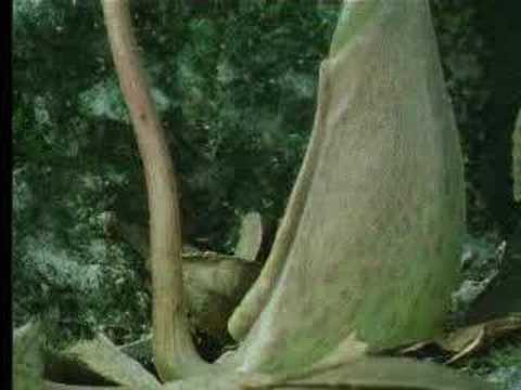 Poisonous Pitcher plant - The Private Life of Plants - David Attenborough - BBC wildlife