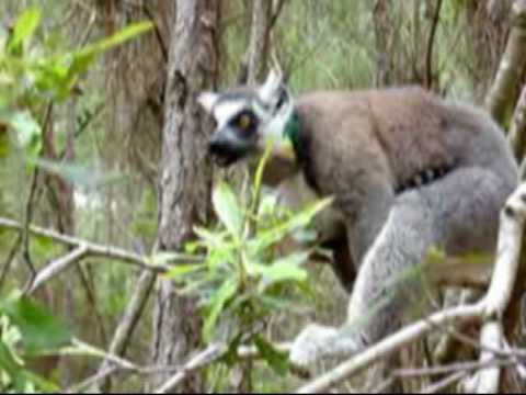 ETHOLOGY (Wiley-Blackwell): Male post-ejaculatory mounting in the ring-tailed lemur