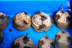 Coral nubbins growing on nontoxic concrete.Efforts to expand the size and number of coral reefs generally involve supplying substrate to allow more corals to find a home. Substrate materials include discarded vehicle tires, scuttled ships, subway cars, and formed concrete, such as reef balls.