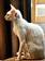 Cornish Rex