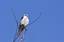 White-tailed Kite