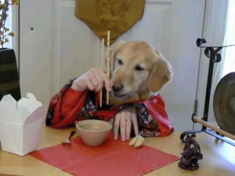 Wasabi and Ginger - golden retriever dog eats with hands