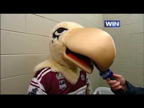 Manly Sea Eagle Mascot brawling