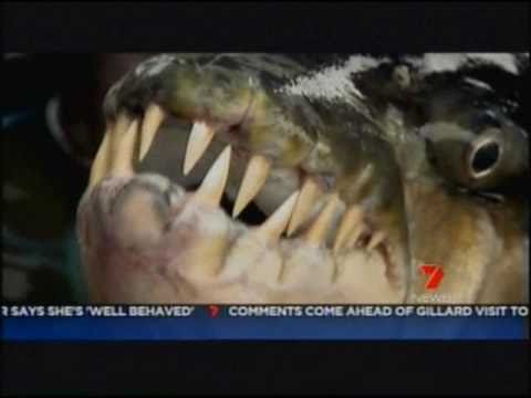 Giant 50 kg.Piranha Monster Fish was catch by 2 fisher man at Congo river. What a Catch?CH 7 News.