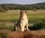 Female (Lioness)