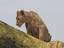 One of the tree climbing Lions of the Serengeti, Tanzania