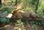 Lion sleeping at Sanjay Gandhi National Park Lion Safari.