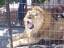 Lion in captivity