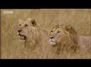 King lion under attack - BBC wildlife