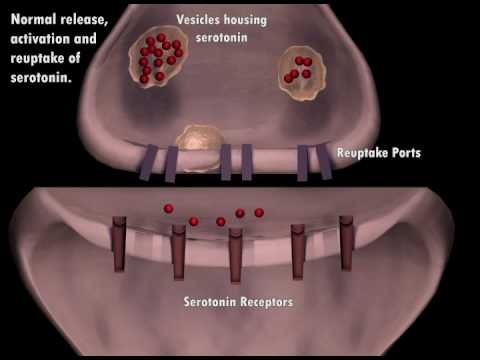 How Prozac works- brief animation