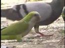 Monk Parakeets (Quakers) eating soil in New York City