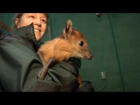 Baby Duiker At The Oegon Zoo