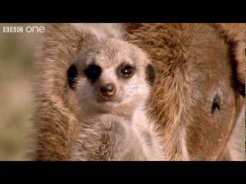 Funny Talking Animals - Walk On The Wild Side - Episode Two Preview - BBC One