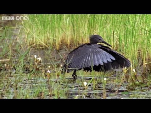 Funny Talking Animals - Walk On The Wild Side - Episode Three Preview - BBC One