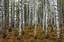 A birch forest in Siberia, Novosibirsk Oblast. Birch is a national tree of Russia.