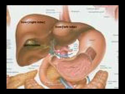 Hepatic Encephalopathy: Most Important Points